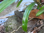 Elefantentrekking in Pang Nga Tonprai Wasserfall Naturpfad Frosch am Wasserfall (TH).